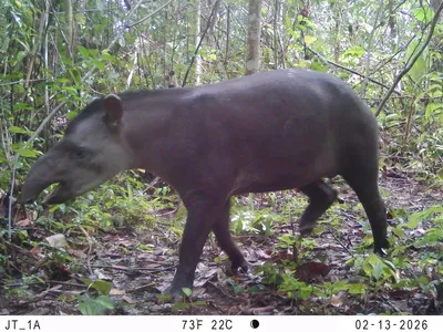 Tapir walks by camera trap
