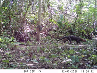 A tayra walks past the camera trap