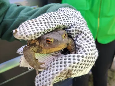 A person with gloves holds a large frog with orange eyes
