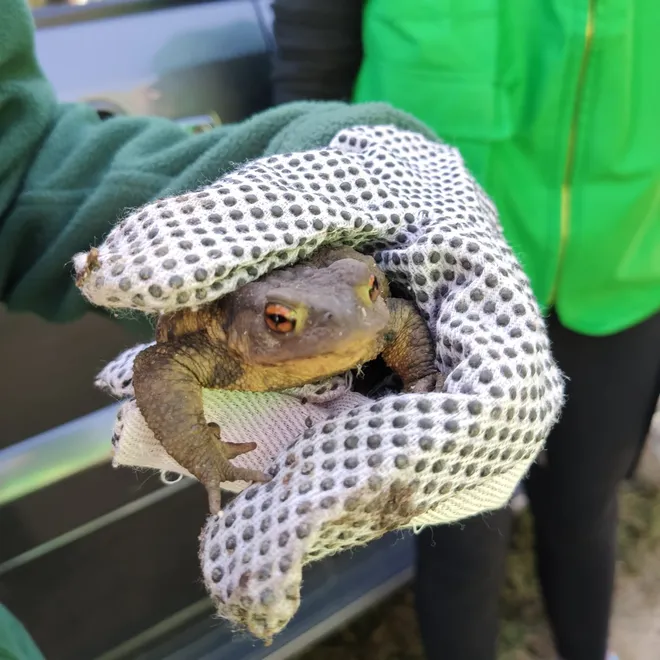 A person with gloves holds a large frog with orange eyes
