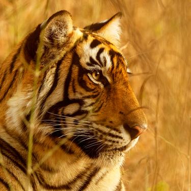 Profile of a tiger's face in golden grass