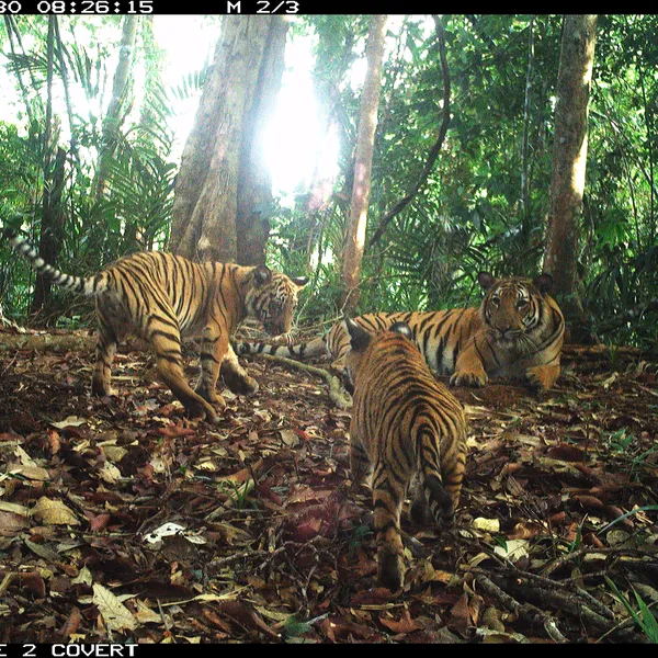 Camera trap image of three tigers in a wooded area