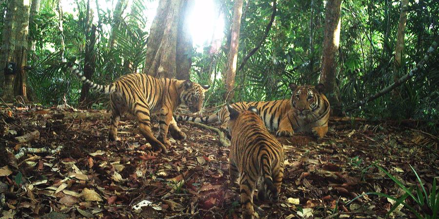 Camera trap image of three tigers in a wooded area