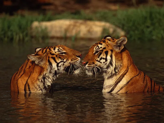 Two tigers stand in water to their necks, with noses together