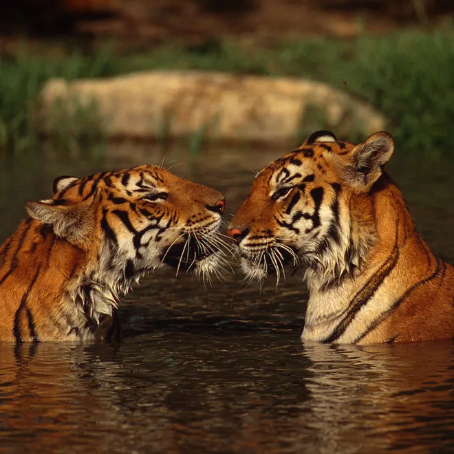 Two tigers stand in water to their necks, with noses together