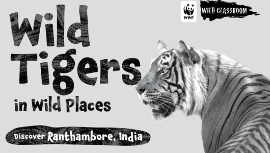 Black and white cover of Wild Classroom's storybook Wild Tigers in Wild Places