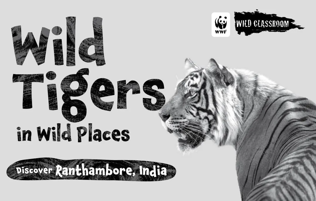 Black and white cover of Wild Classroom's storybook Wild Tigers in Wild Places