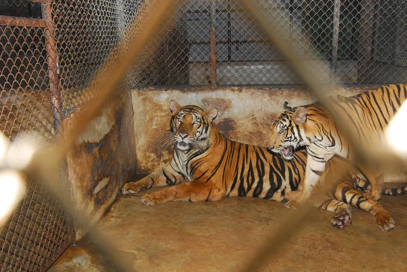 Tigers in cage