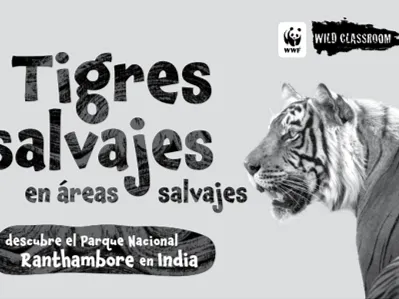 Cover of Spanish tiger storybook (b&w)
