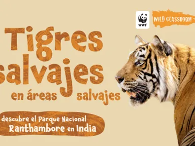Cover of Spanish tiger storybook (color)
