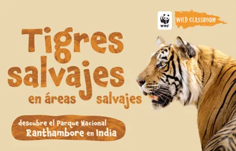 Cover of Spanish tiger storybook (color)