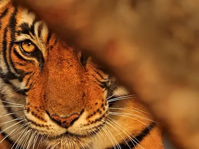 Tiger face partially covered