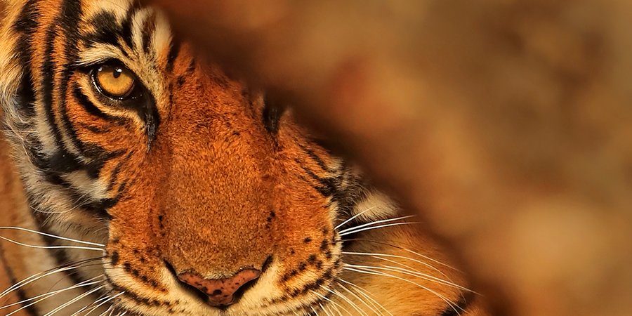 Tiger face partially covered