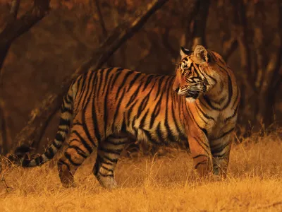 Tiger in profile turning to look behind