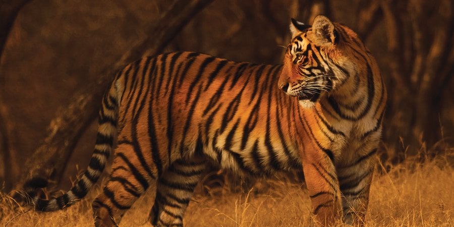 Tiger in profile turning to look behind