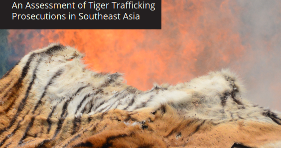Tiger Trafficking Prosecutions in SE Asia | WWF