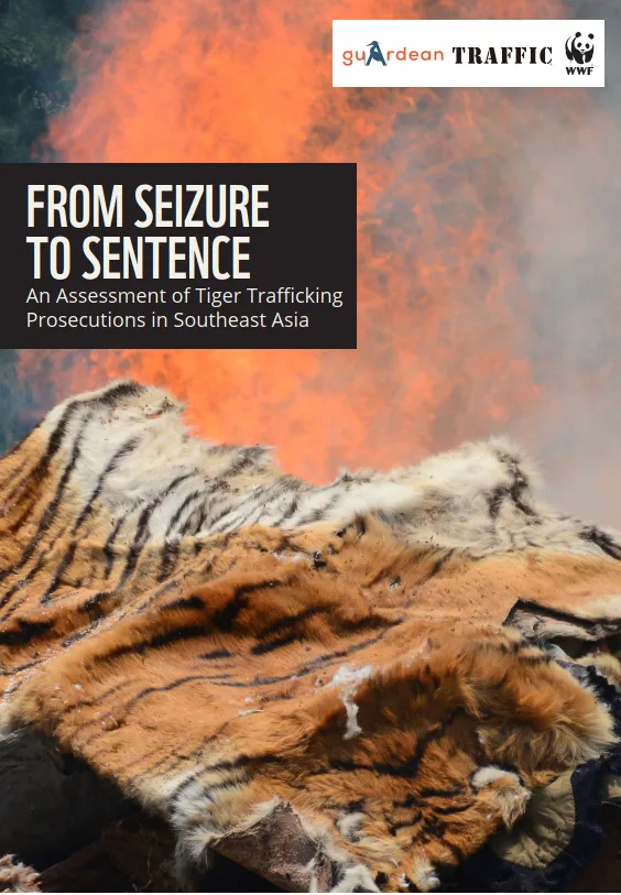 This report cover says 'From Seizure to Sentence: An assessment of tiger trafficking prosecutions in Southeast Asia' and shows a tiger pelt with flames in the background