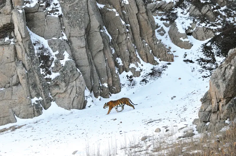 Tiger walking in snowy mountain terrain
