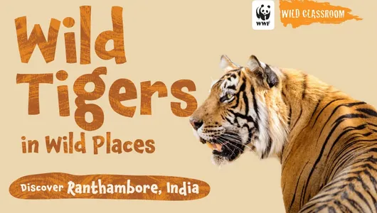 cover of Wild Classroom's storybook Wild Tigers in Wild Places