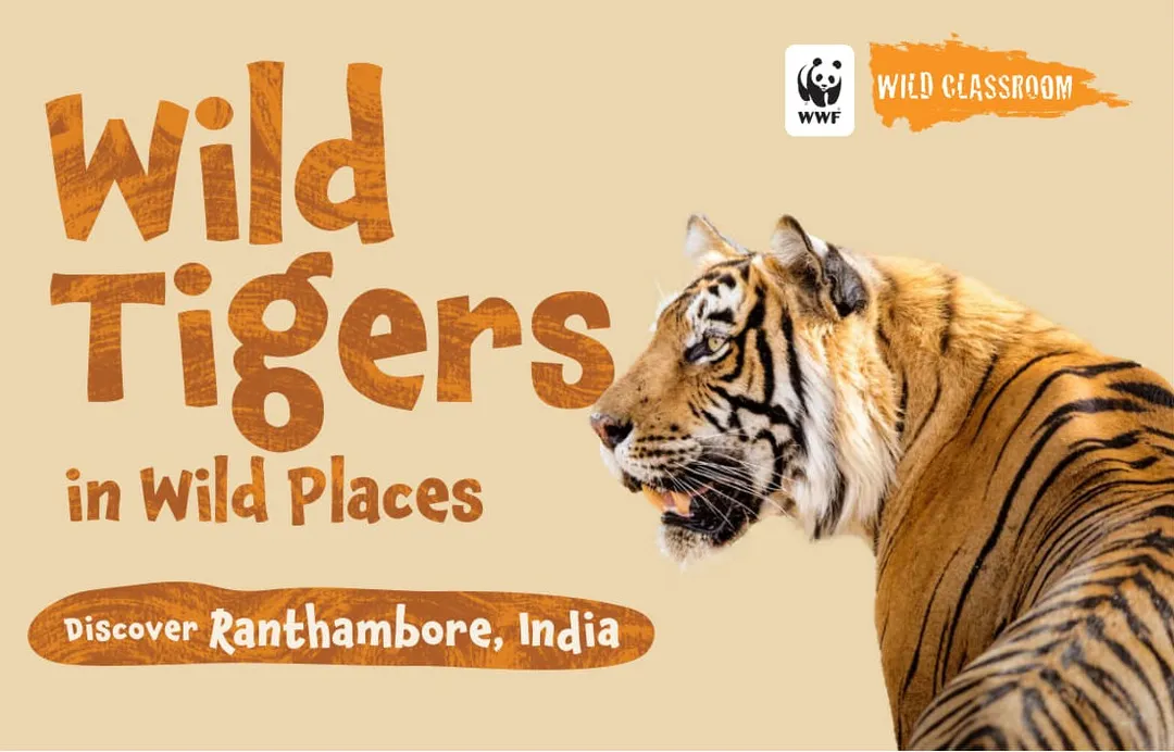 cover of Wild Classroom's storybook Wild Tigers in Wild Places