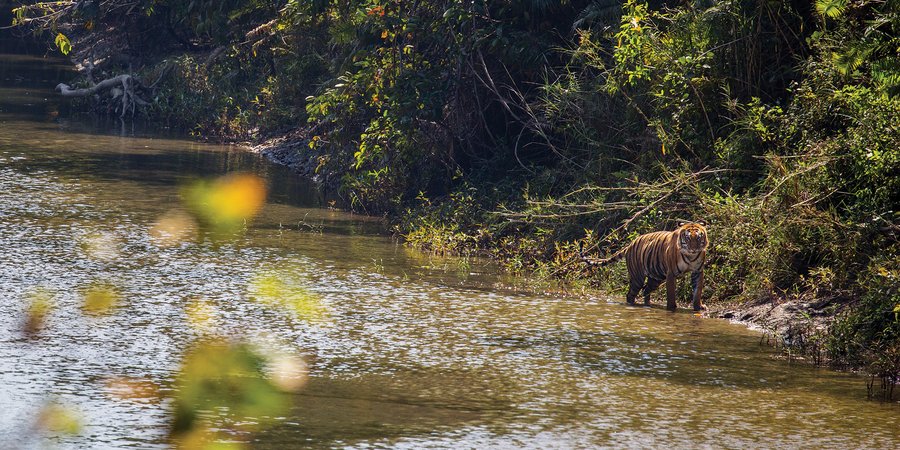 Tiger walking along river shore