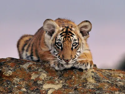 A tiger cub crouched on a rock, peeking toward the camera
