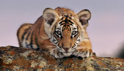 A tiger cub crouched on a rock, peeking toward the camera