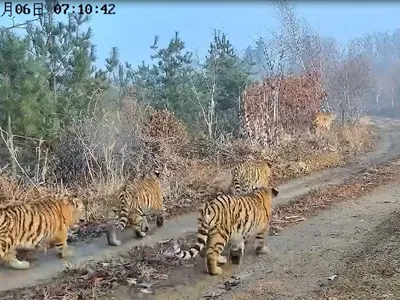 A tigress and four out of five of her cubs walk down an unpaved road in Northeast China on a sunny day