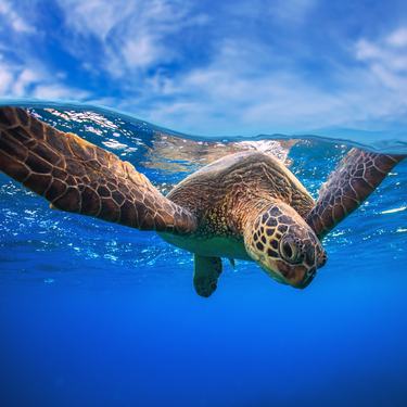 Underwater image of a swimming sea turtle