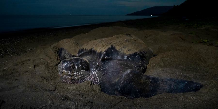 A sea turtle on a beach at night, partially covered in sand