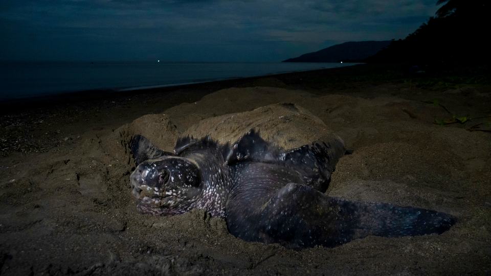 A sea turtle on a beach at night, partially covered in sand