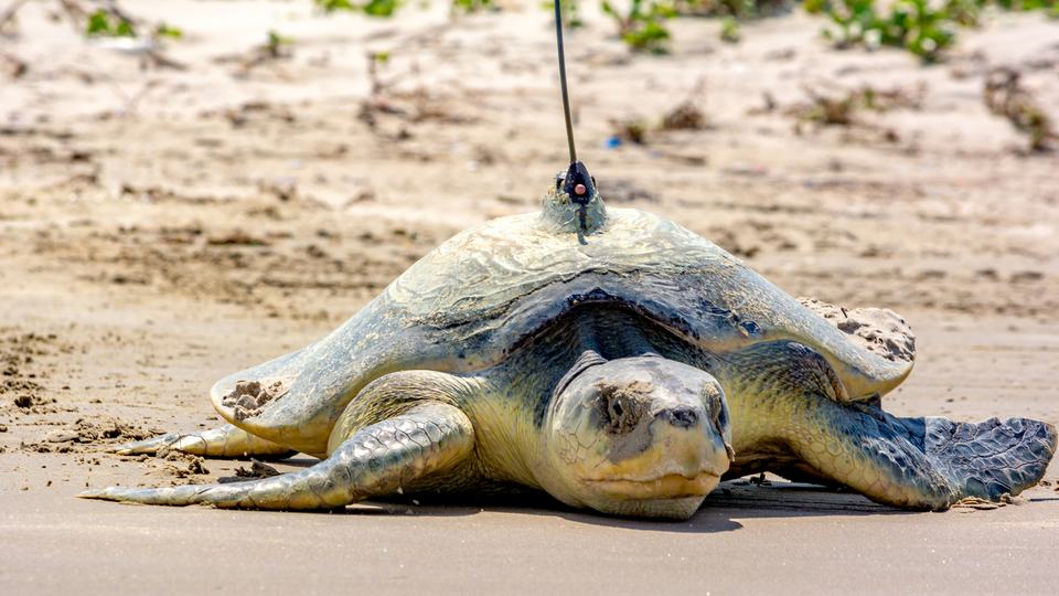 Kemp's ridley sea turtle in sand with tracking locator on shell