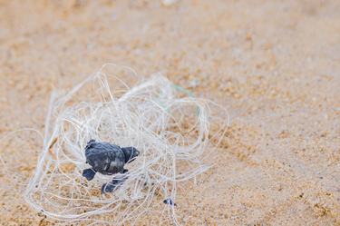 Baby turtle tangled in fishing debris