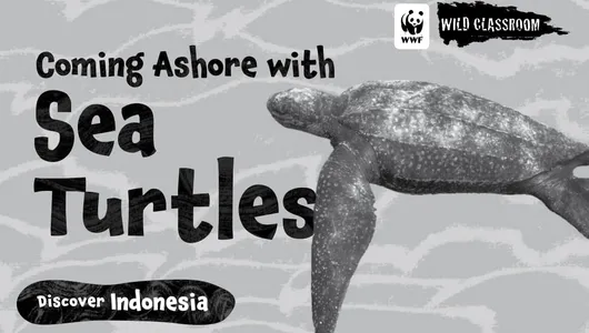 black and white cover image of Wild Classroom's storybook Coming Ashore with Sea Turtles
