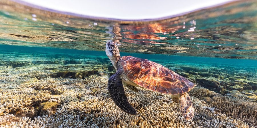 Turtle swimming under surface
