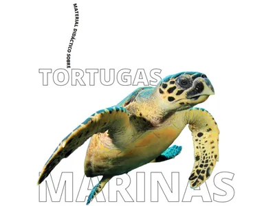 Herramientas Completas sobre las Tortugas Marinas