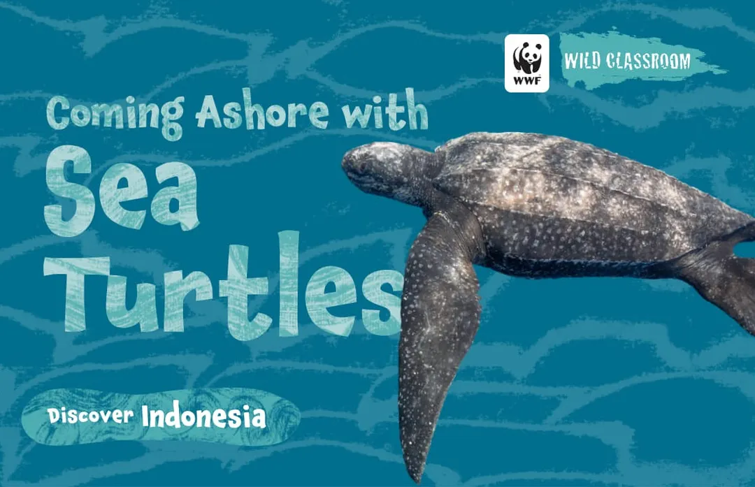 cover to wild classrooms storybook coming ashore with sea turtles