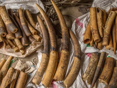 Multiple elephant tusks piled on a table