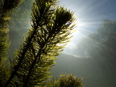 Underwater view of freshwater plants and sunshine