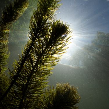 Underwater view of freshwater plants and sunshine