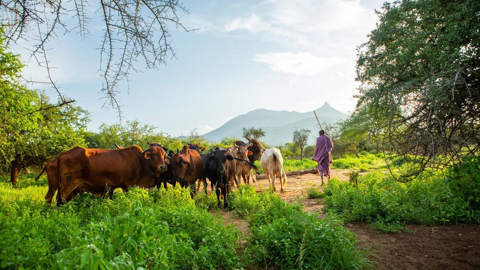 Cattle graze in the underbrush amidst a mountainous backdrop