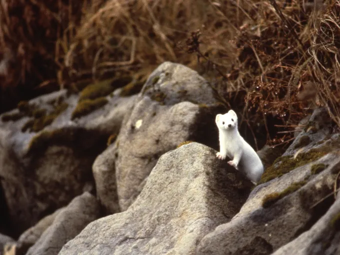 A white winter-coated stoat peeks through rocks inside the Izembek National Wildlife Refuge