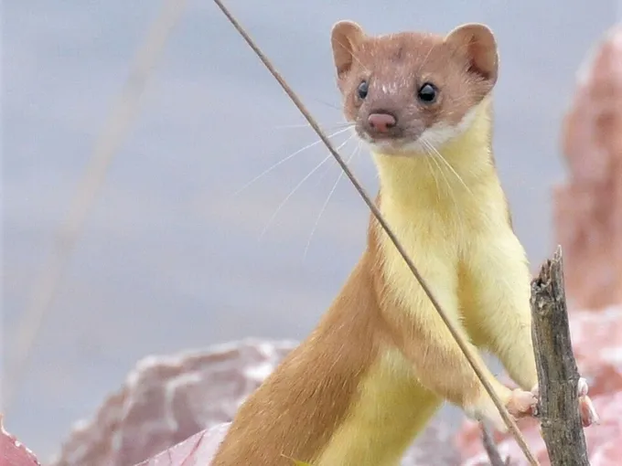 A brown-coated stoat stands on its hind legs inside Lacreek National Widllife Refuge
