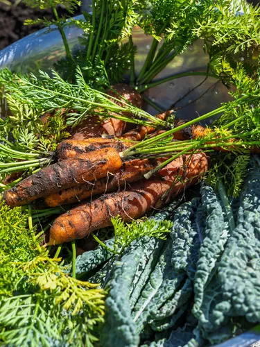 Produce fresh from a garden, including carrots and other leafy greens