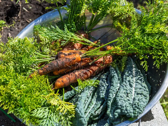 Produce fresh from a garden, including carrots and other leafy greens