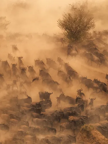 Hundreds of wildebeest rushing across a river