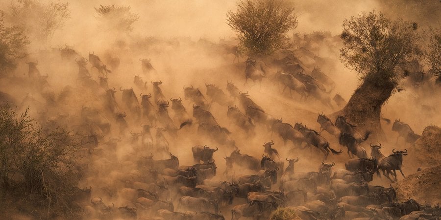 Hundreds of wildebeest rushing across a river