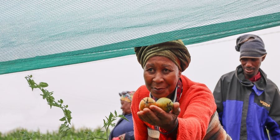 A woman leans forward, offering tomatoes