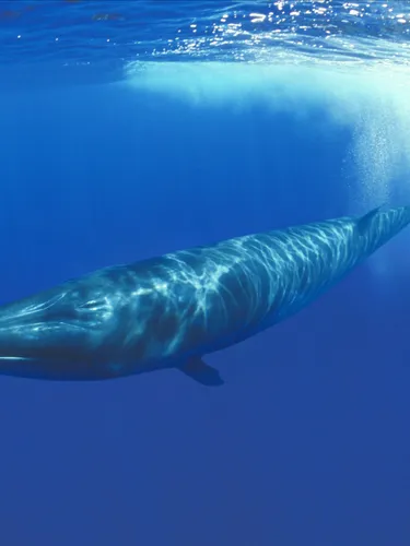 A blue underwater photo of an sei whale swimming