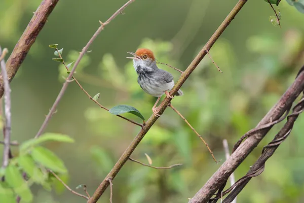 photo of Cambodian tailorbird perched on branch
